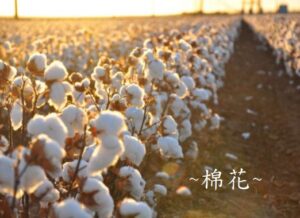 Read more about the article USDA WASDE – 棉花