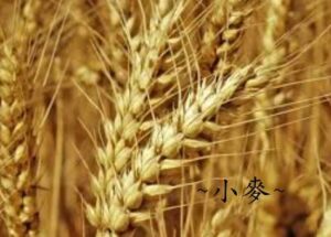 Read more about the article USDA WASDE – 小麥
